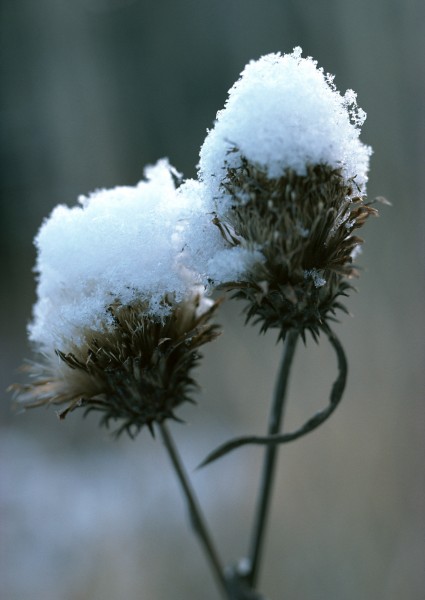 冰雪和植物图片