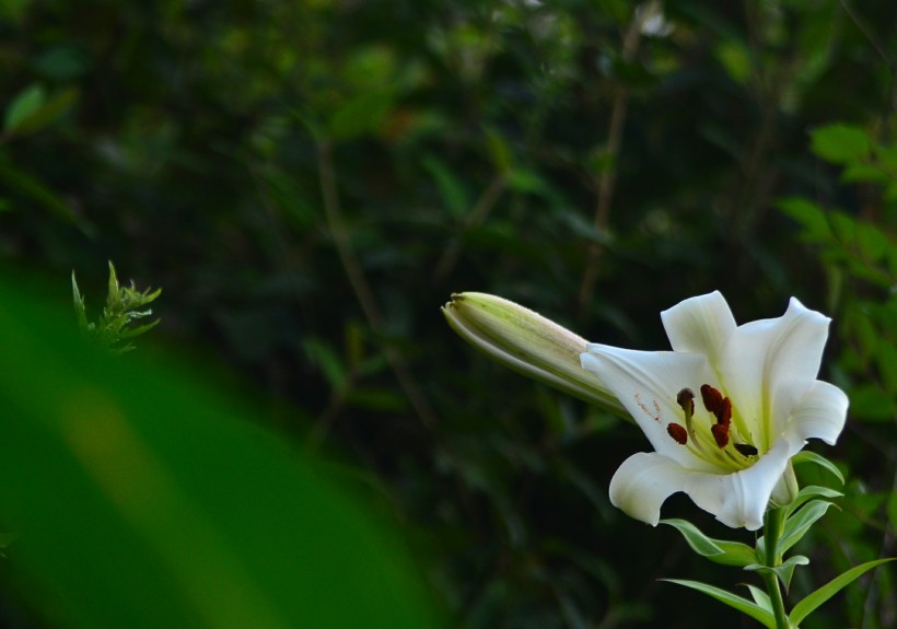 百合花圖片