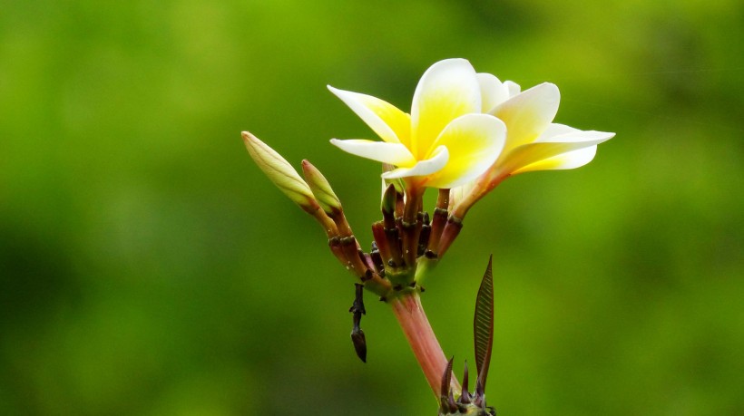 黃色雞蛋花圖片