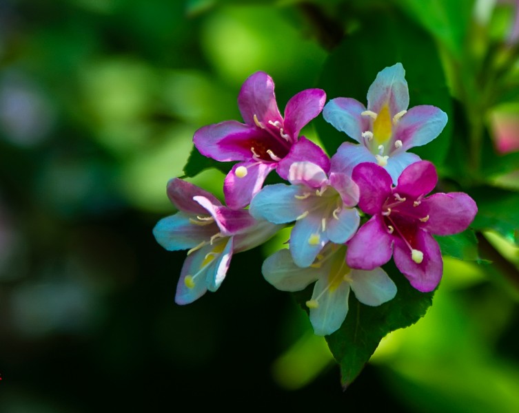 小巧錦帶花圖片