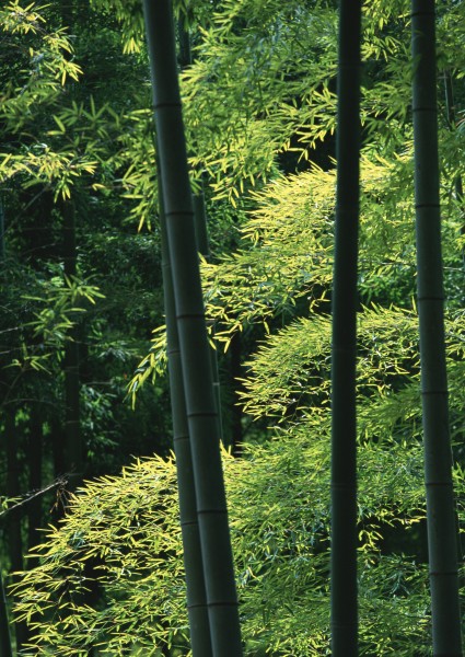 炎炎夏日里的一抹清涼竹林圖片