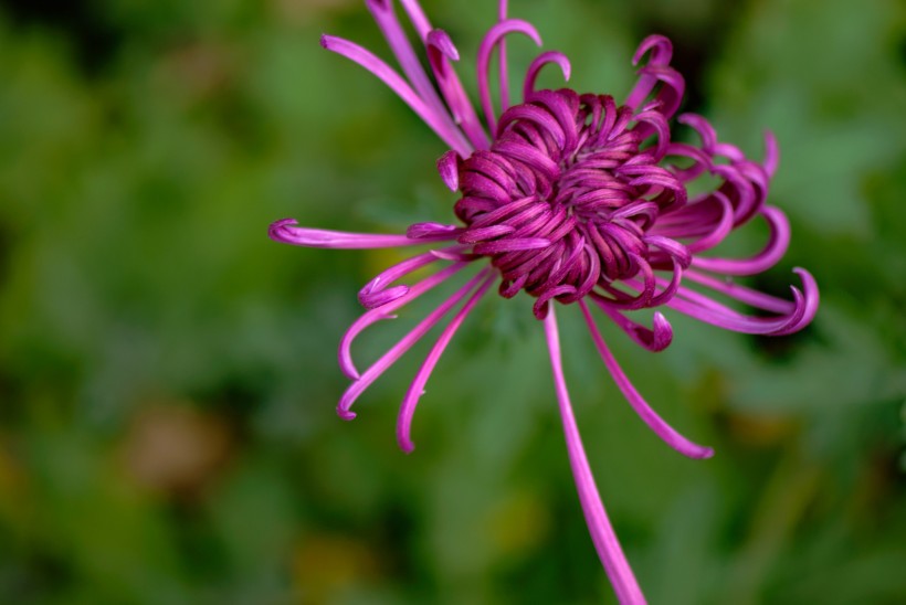 菊花圖片