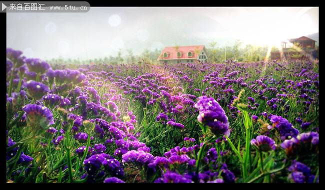 紫色勿忘我花唯美鲜花背景图片