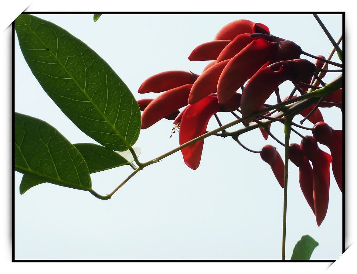 鲜艳美丽龙牙花