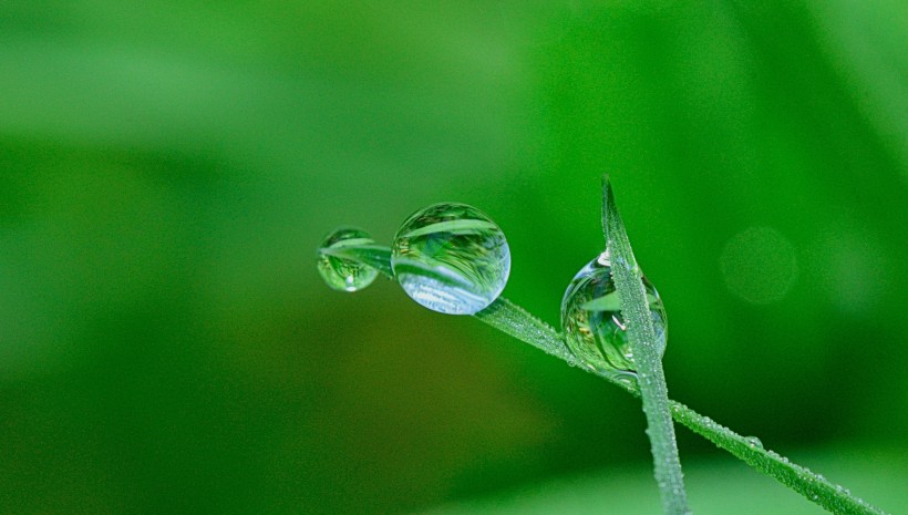 掛著水滴的綠葉圖片