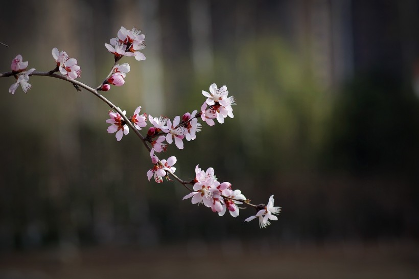 桃花图片