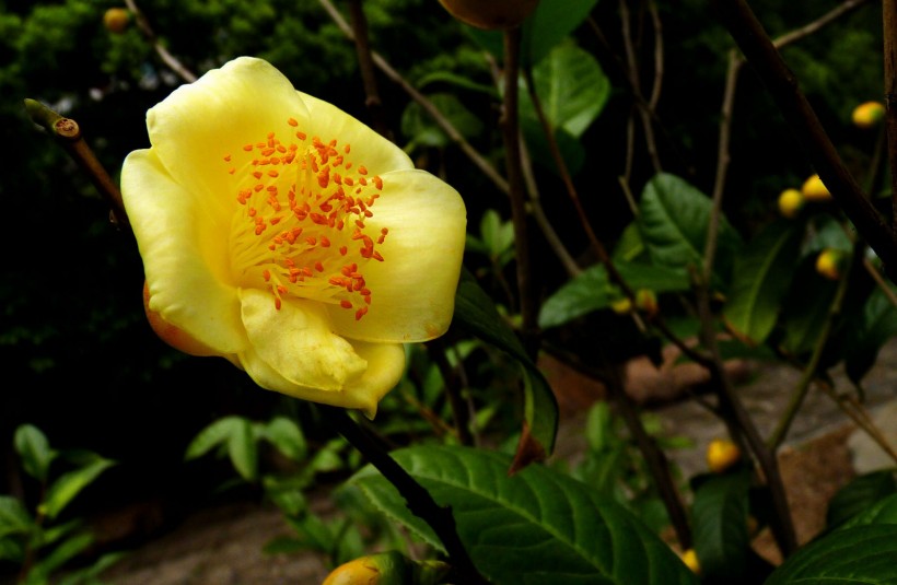 茶花皇后金花茶圖片