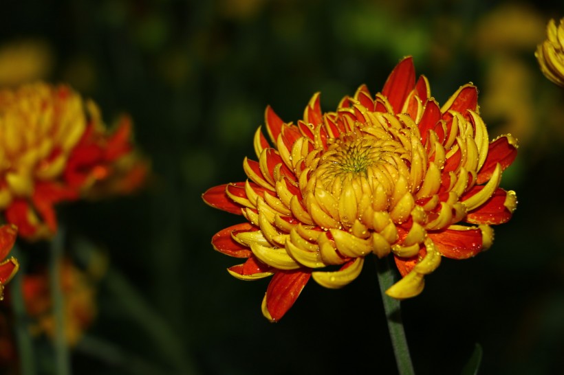 左海菊花图片