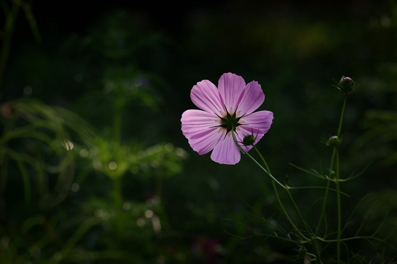 唯美粉色和白色波斯菊?qǐng)D片