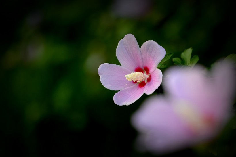 清新小雨后的木槿花图片