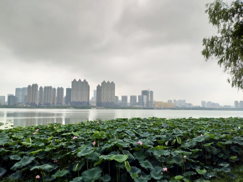 美丽的荷花图片