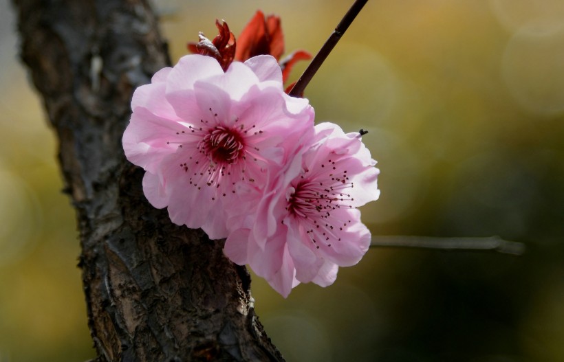 梅花圖片