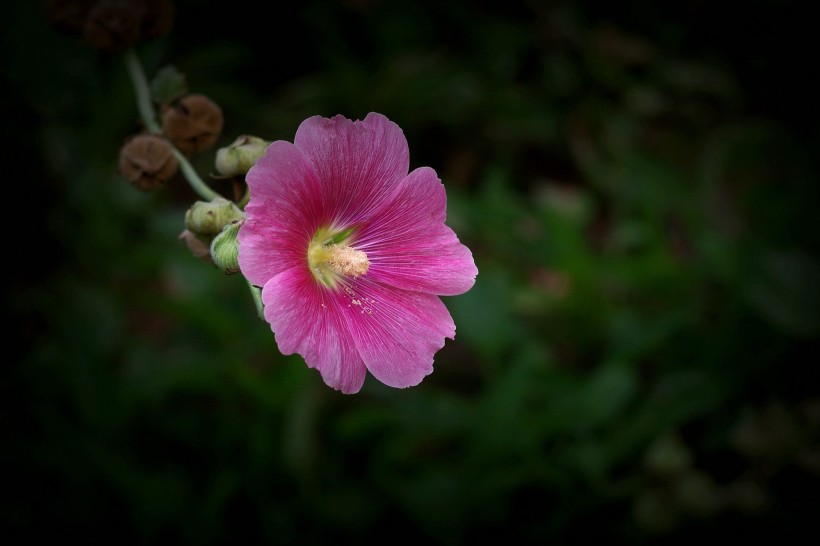 蜀葵花图片