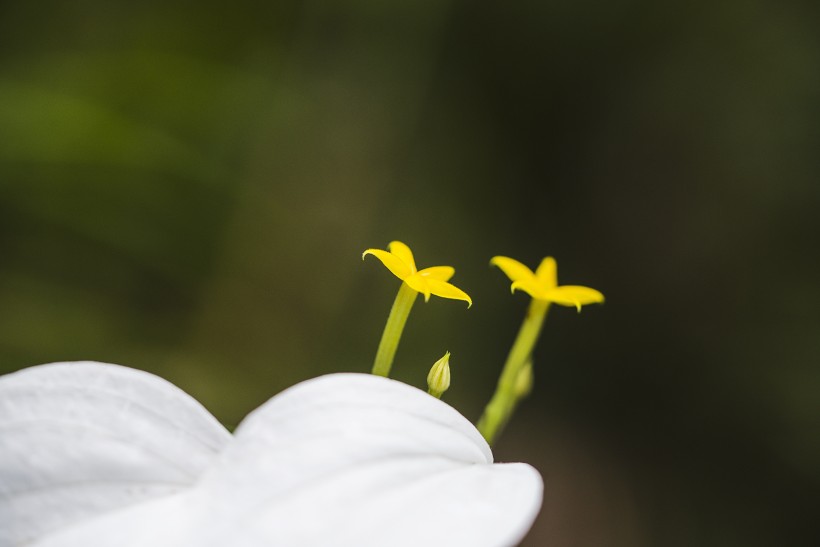 白紙扇花圖片