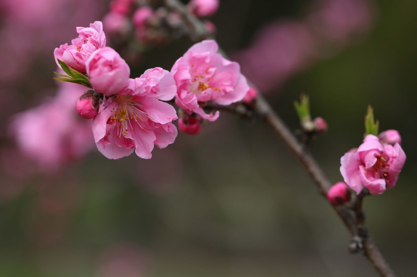 桃花圖片