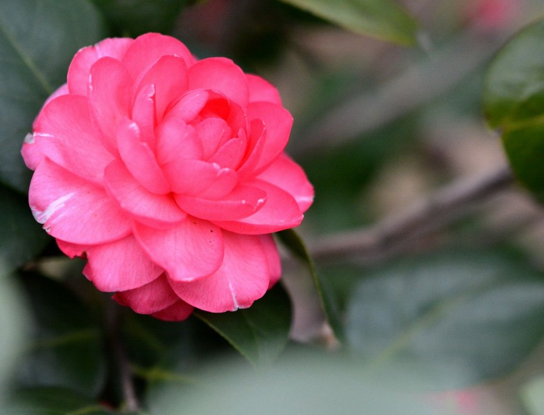 粉色山茶花图片