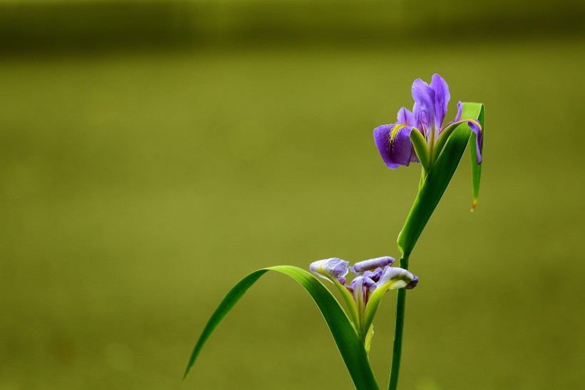 鸢尾花图片