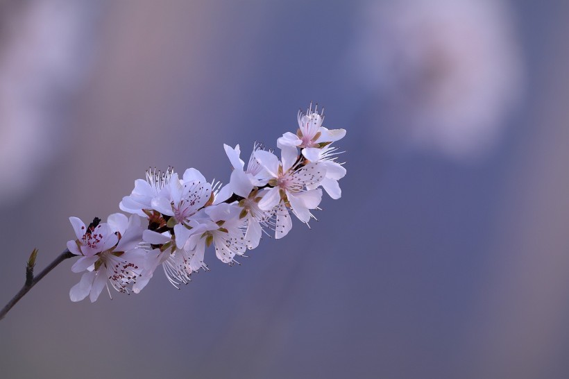 粉色山桃花图片