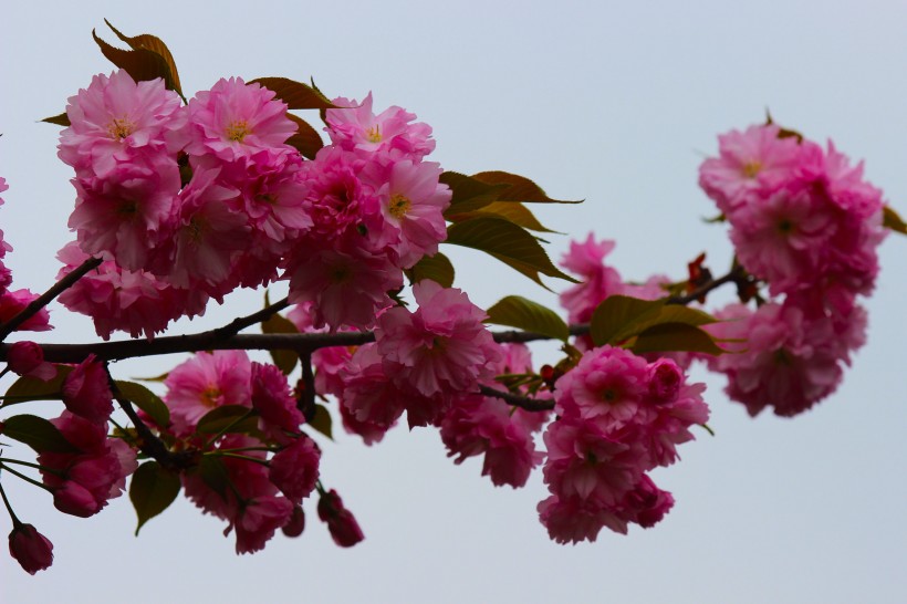 粉色樱花图片