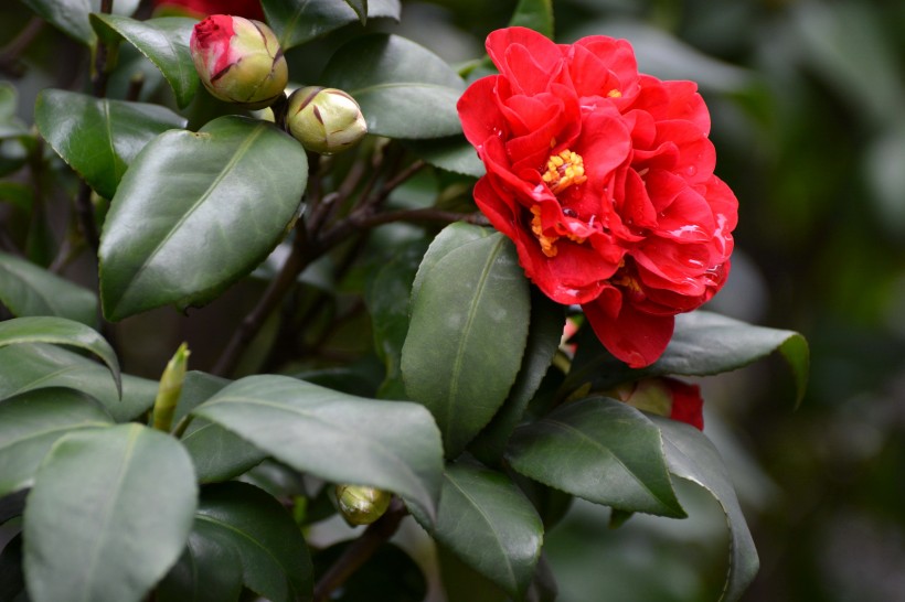 红山茶花图片