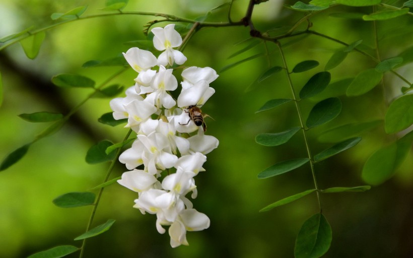 清新槐花图片