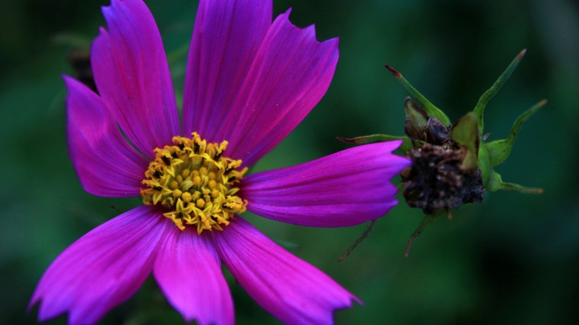 格桑花圖片