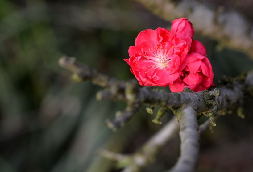 红色碧桃花图片