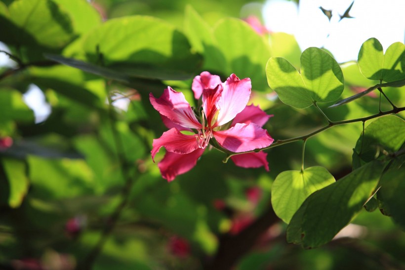 紫荊花圖片