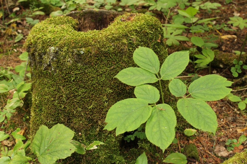 苔蘚樹樁圖片