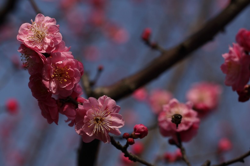 粉红色梅花图片