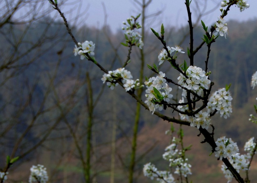 白色李花图片