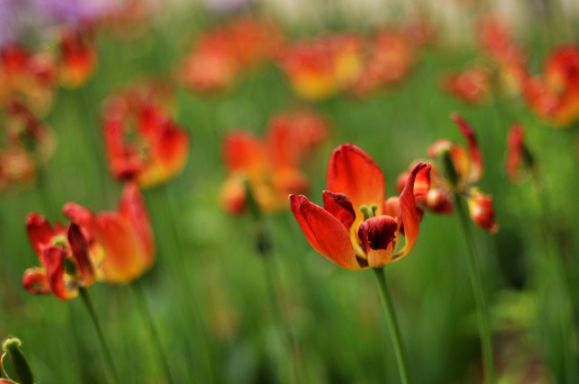 郁金香花卉图片