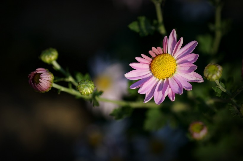 粉色雛菊圖片