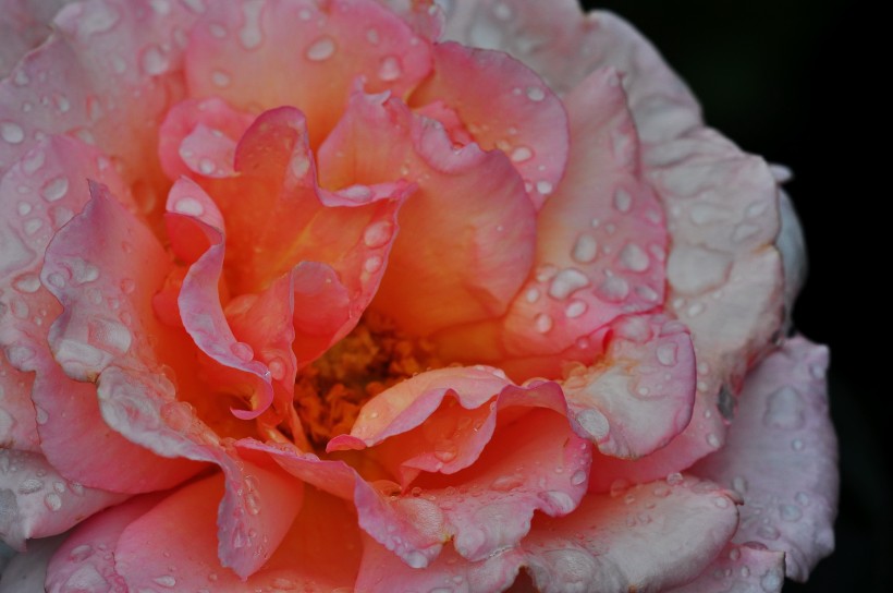 雨后的月季花图片