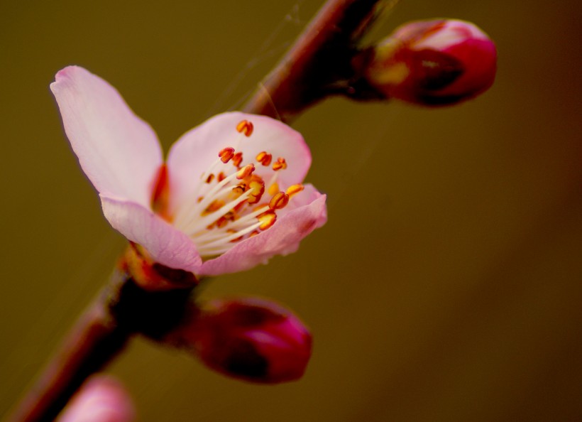 桃花圖片 