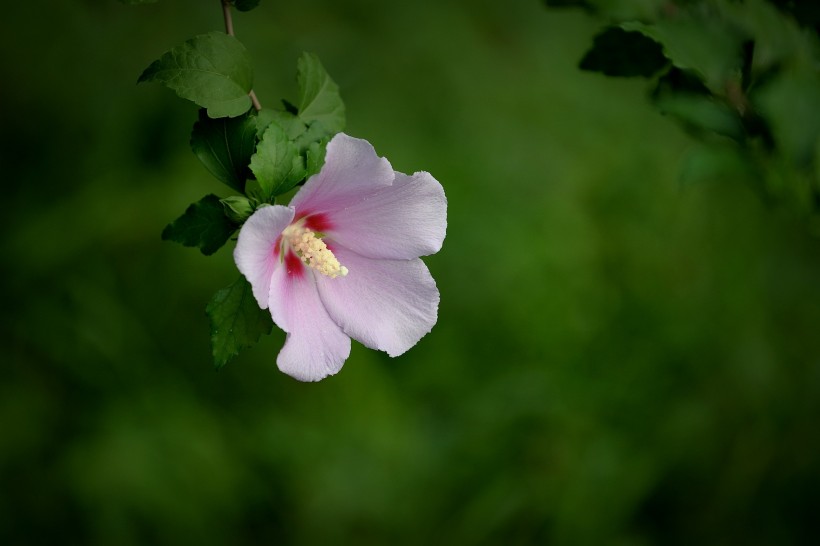 清新小雨后的木槿花圖片