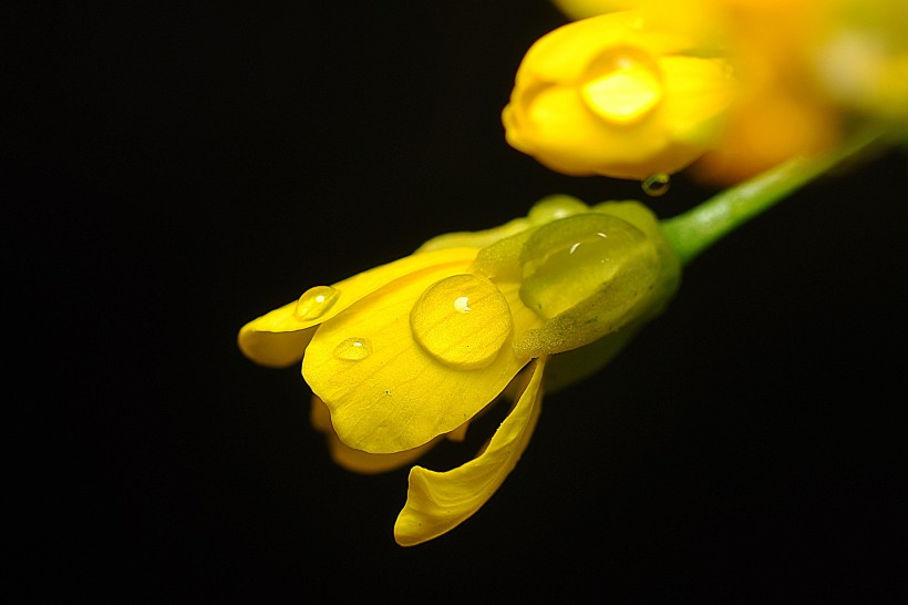 黄色的菜心花图片