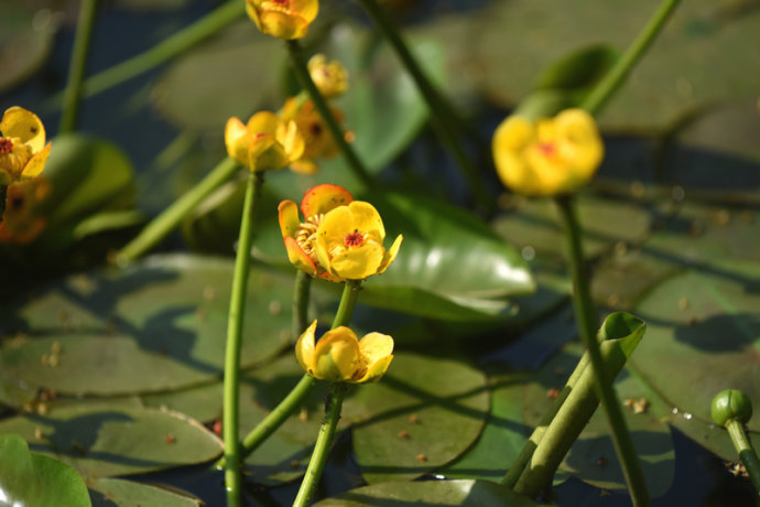 黃金蓮百花爭(zhēng)妍