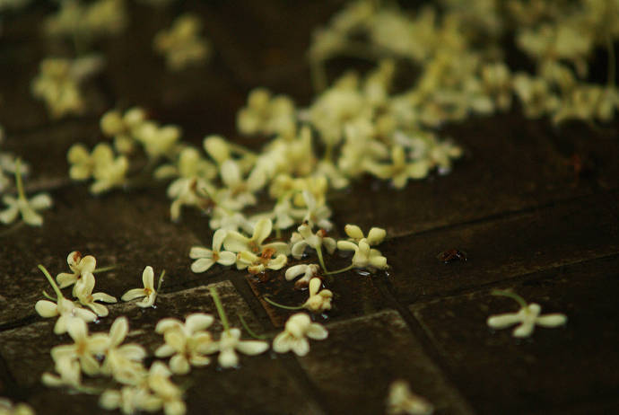 坐久桂花落，襟袖觉香浓-桂花落下的模样