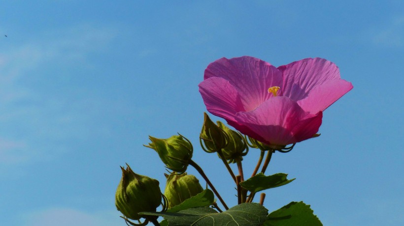 芙蓉花图片