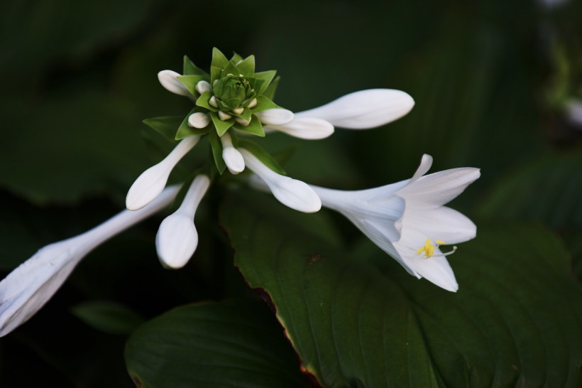 白色玉簪花圖片