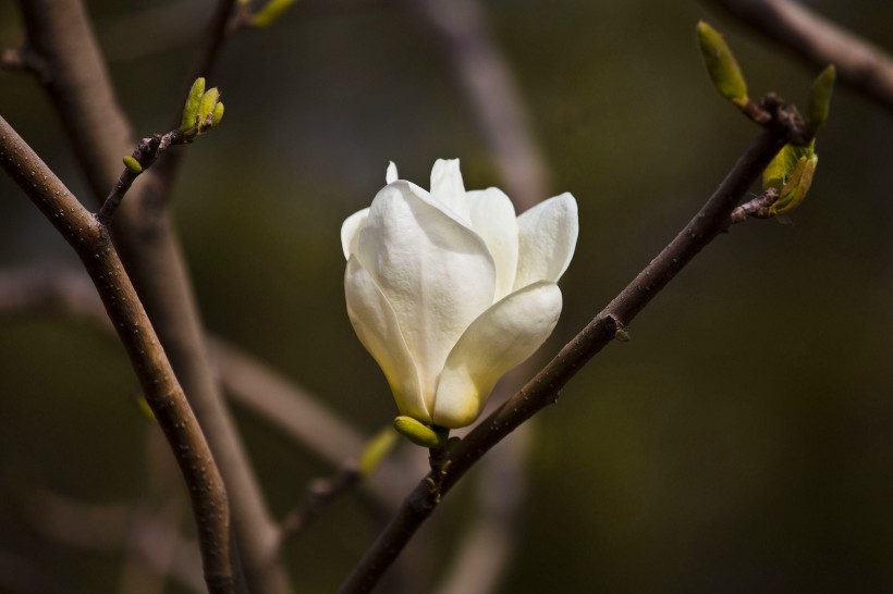 白色玉兰花图片