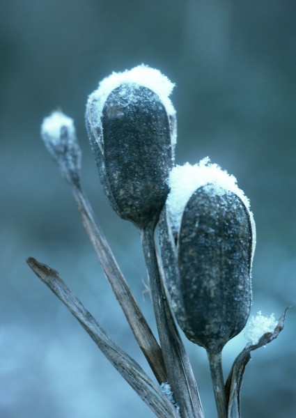 冰雪和植物图片