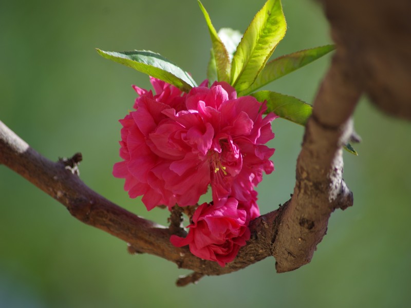 碧桃花图片