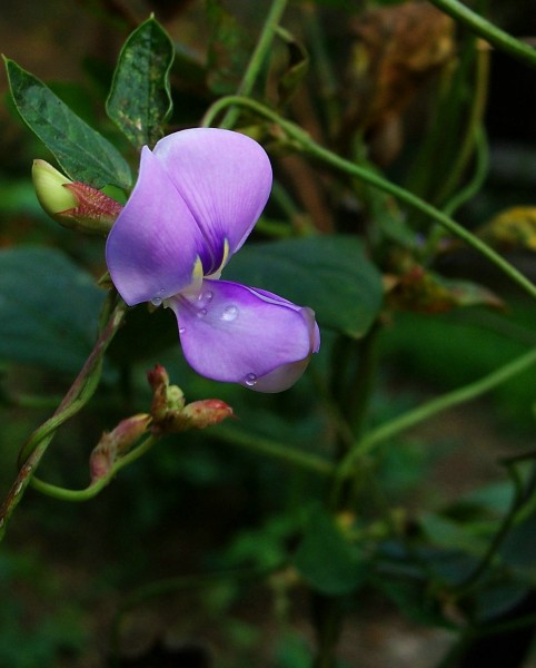 豆角花圖片