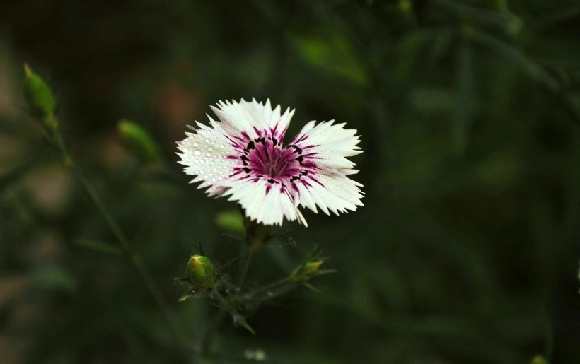 五彩石竹花图片