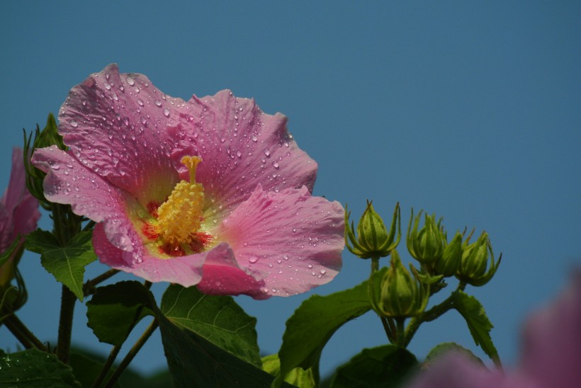 芙蓉花圖片