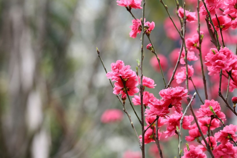 初春桃花图片