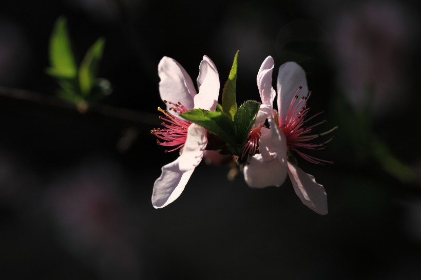 桃花图片