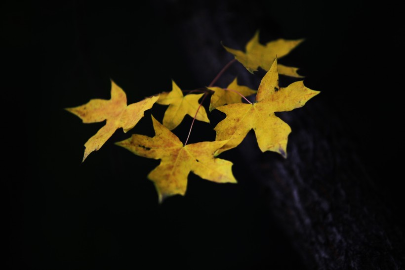秋天萧瑟的枫叶图片